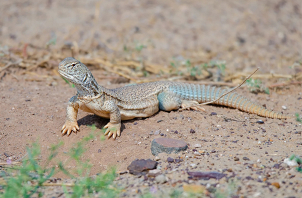 Explore India Nature