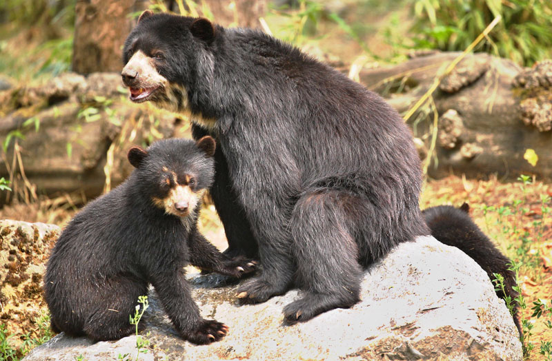 Satpura National Park