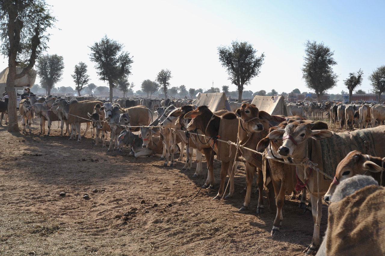 Nagaur Cattle Fair Experience